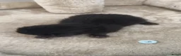 Domestic Shorthair cats for sale: 6 kittens  - Advert 9