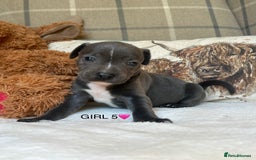 Staffordshire Bull Terrier dogs for sale: STAFFORDSHIRE BULL TERRIERS💚 - Image 19