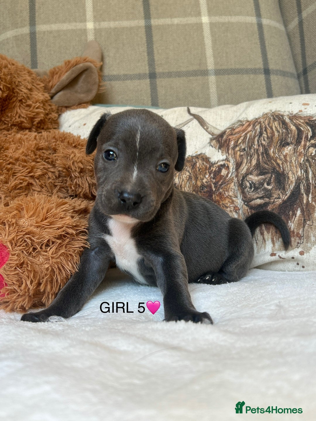Staffordshire Bull Terrier dogs for sale: STAFFORDSHIRE BULL TERRIERS💚 - Image 19