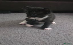 Domestic Shorthair cats for sale: Kittens  - Image 4