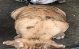 American Bully dogs for sale: Micro Merle bullys - Image 8