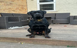 Mixed Breed dogs for sale: Rocco  - Advert 5