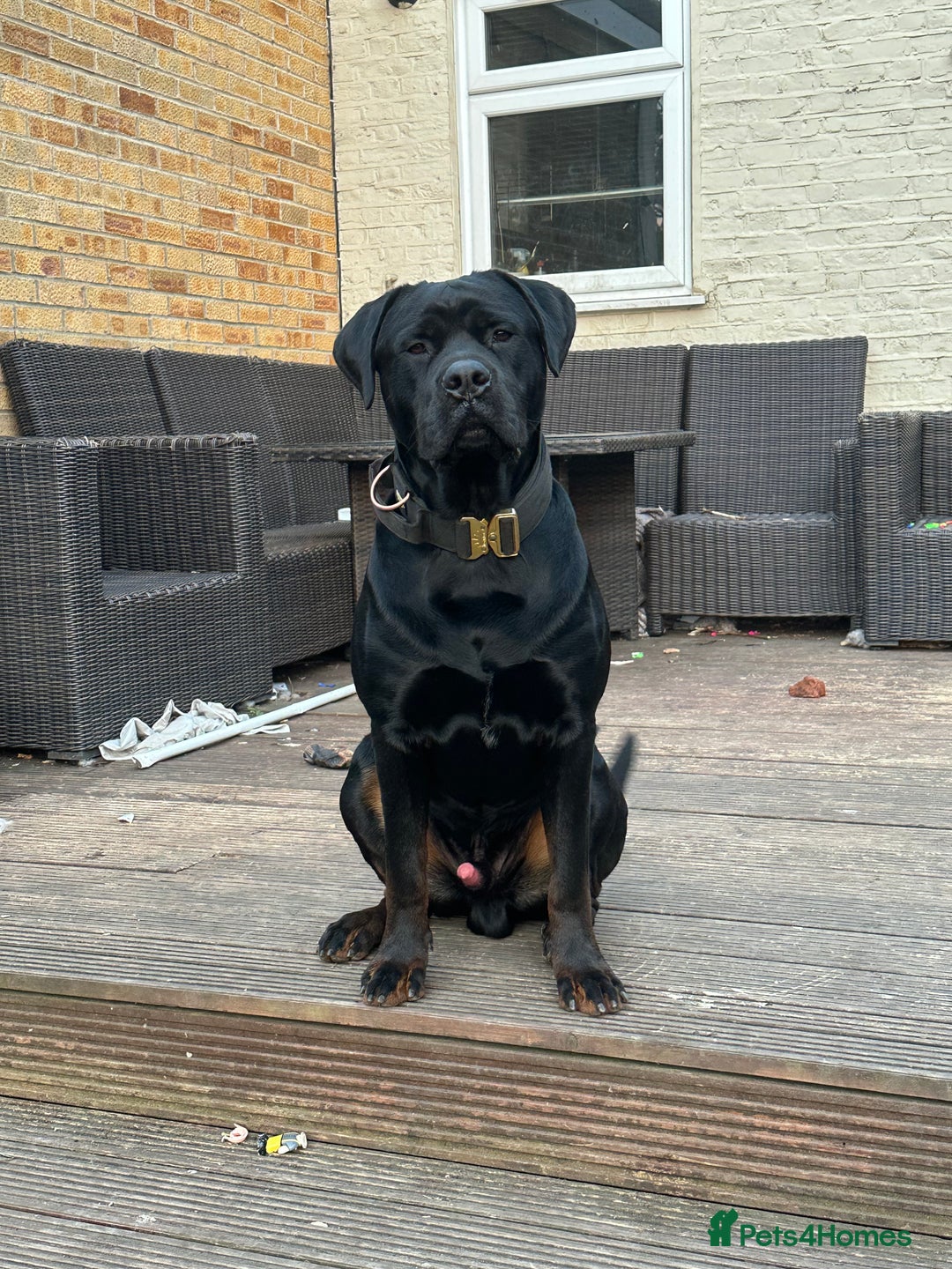 Mixed Breed dogs for sale: Rocco  - Advert 5