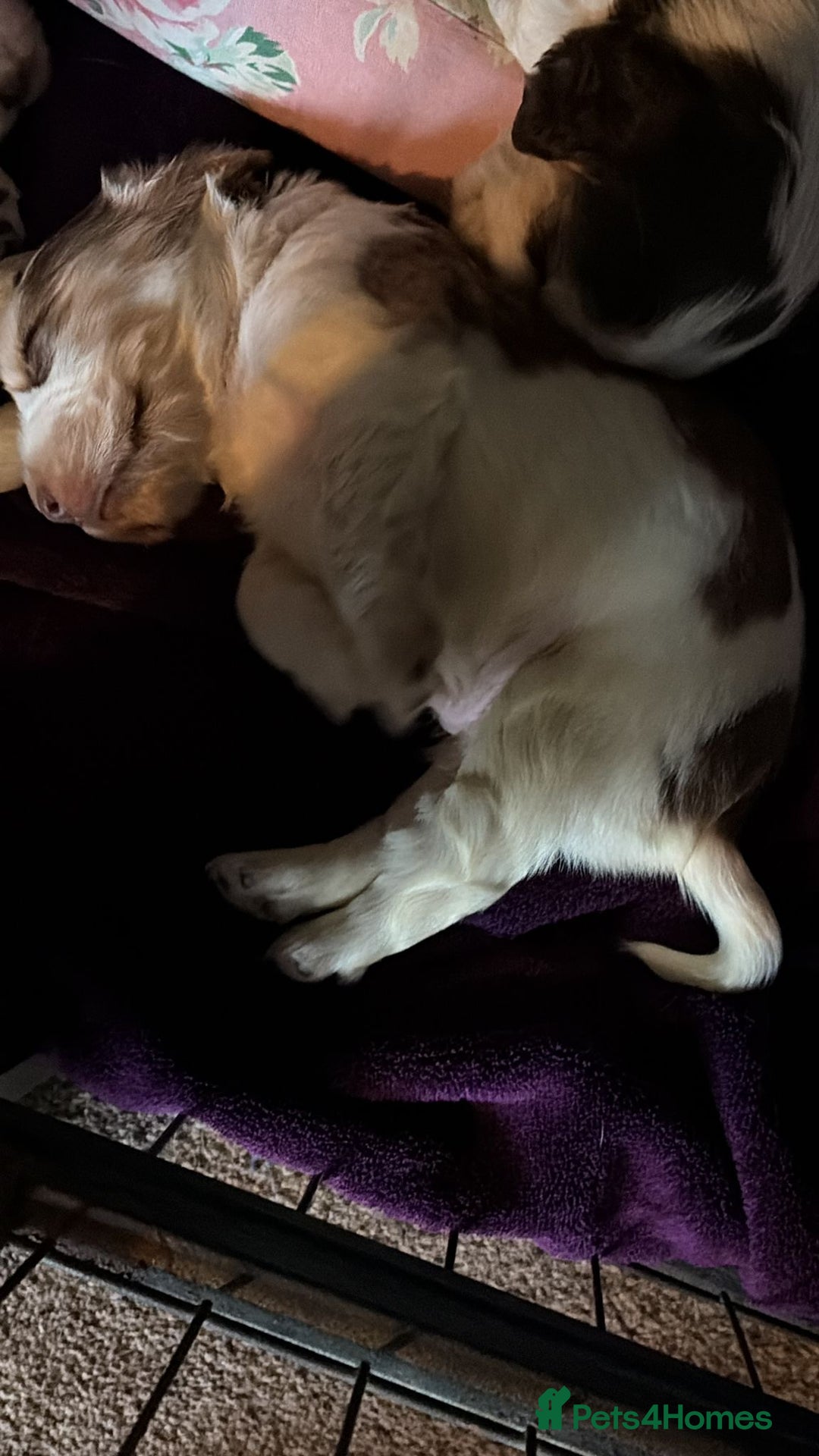 Cocker Spaniel dogs for sale: 🩷Stunning chocolate sable roan show type cocker🩷 - Advert 17