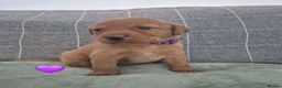 Labrador Retriever dogs for sale: 8 Fox Red Labrador Puppies in Glasgow - Advert 10