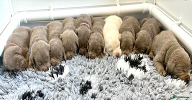 Labrador Retriever dogs in Wetherby - Advert 4