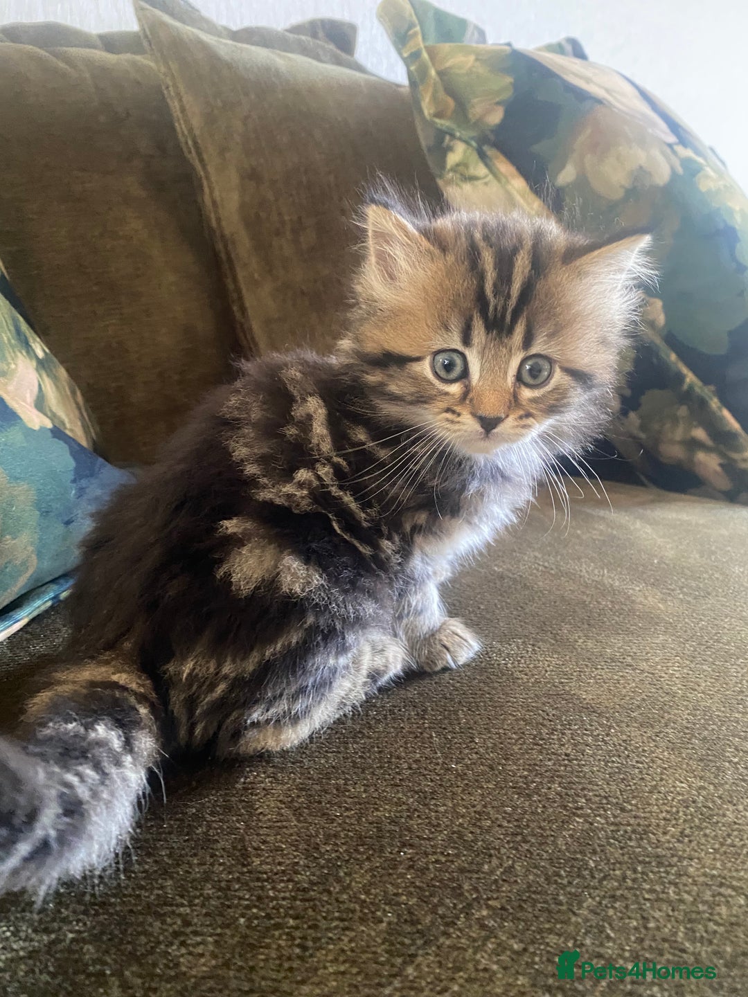 Bengal cats for sale: ‼️ RESERVED  ‼️Bengal x Persian  - Image 24