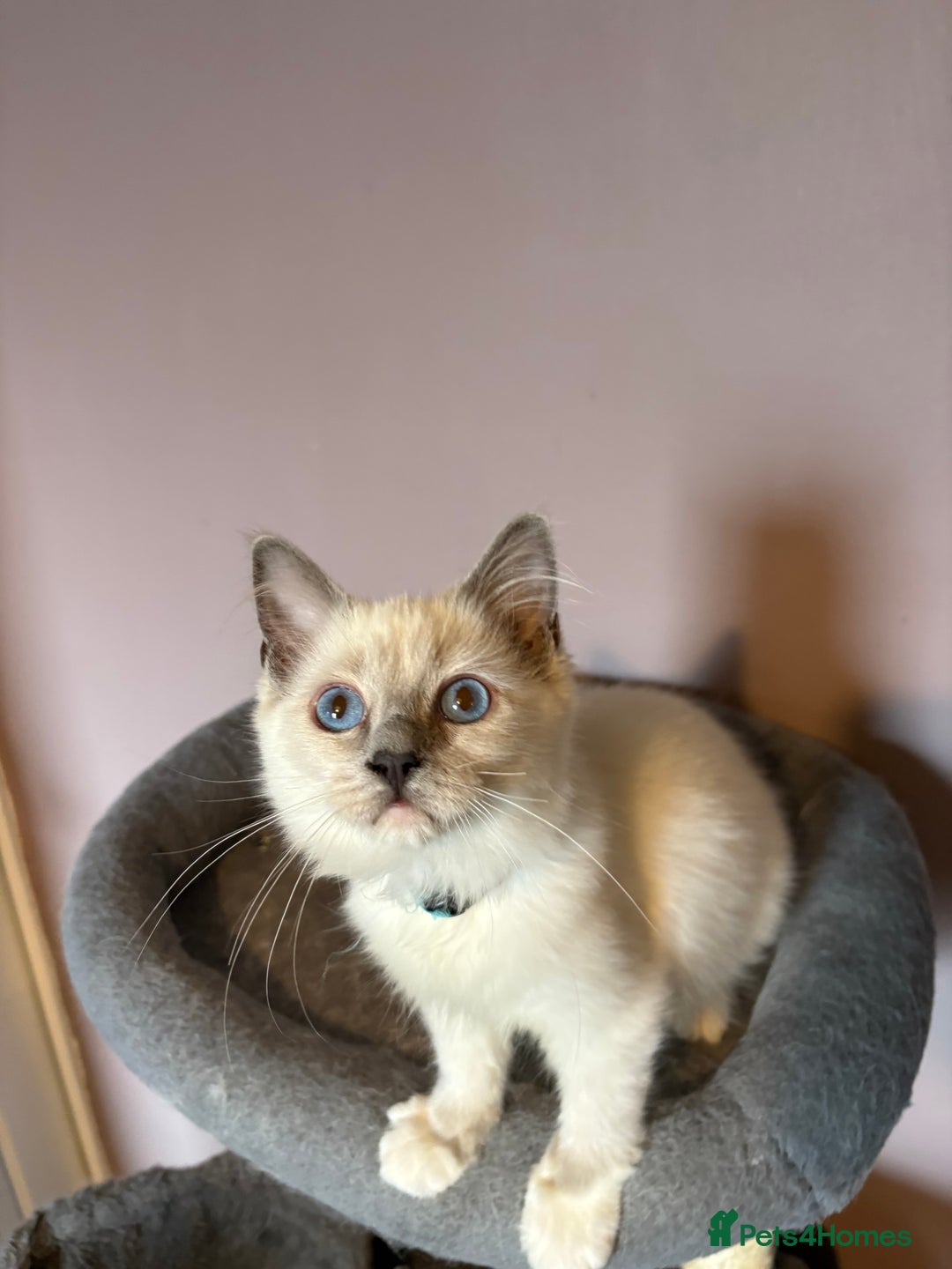 Ragdoll cats for sale: GCCF Beautiful Ragdoll Kittens - Image 12