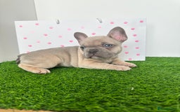 French Bulldog dogs for sale: 5 French bulldog puppy’s  - Image 8