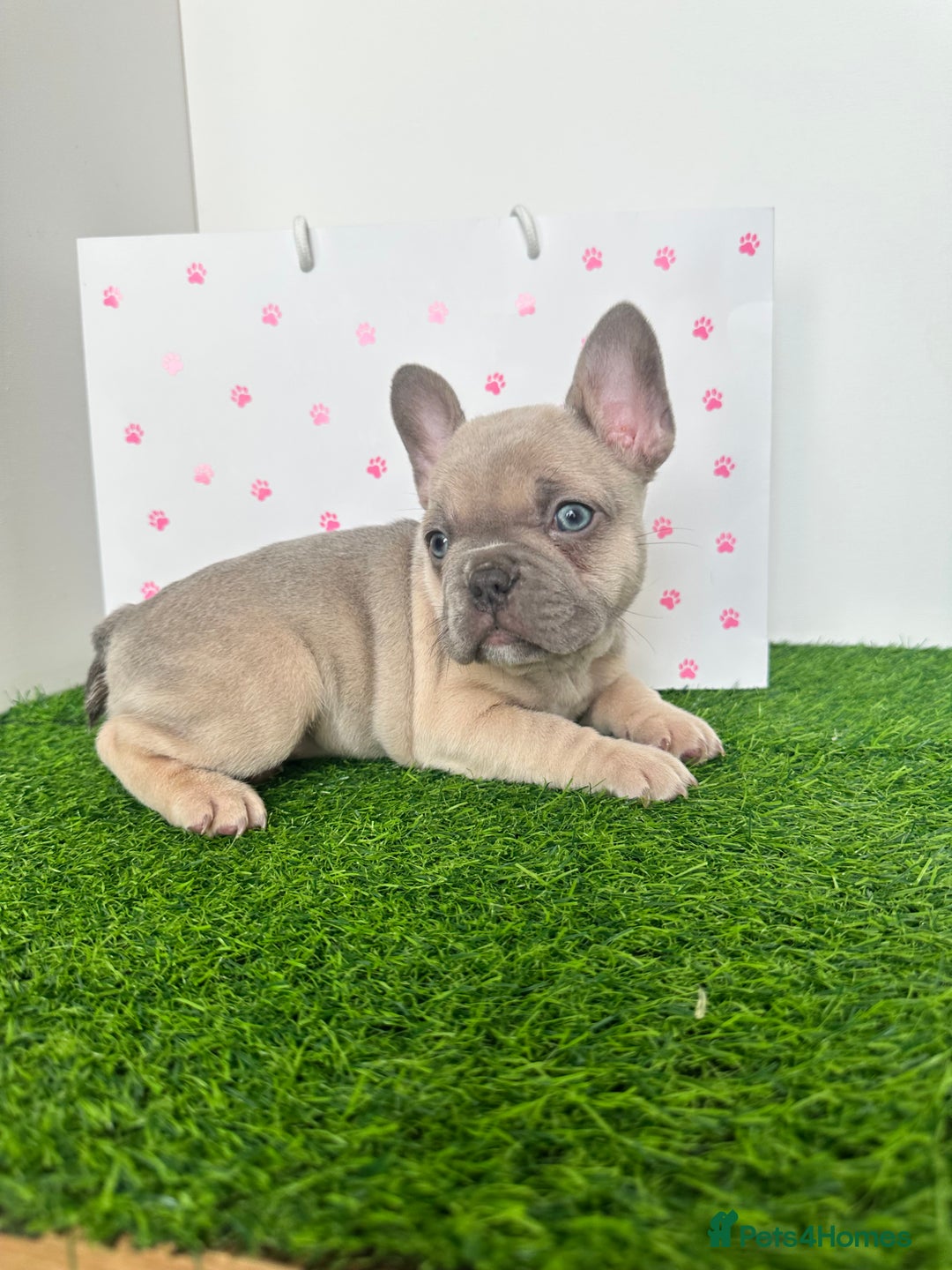 French Bulldog dogs for sale: 5 French bulldog puppy’s  - Image 8