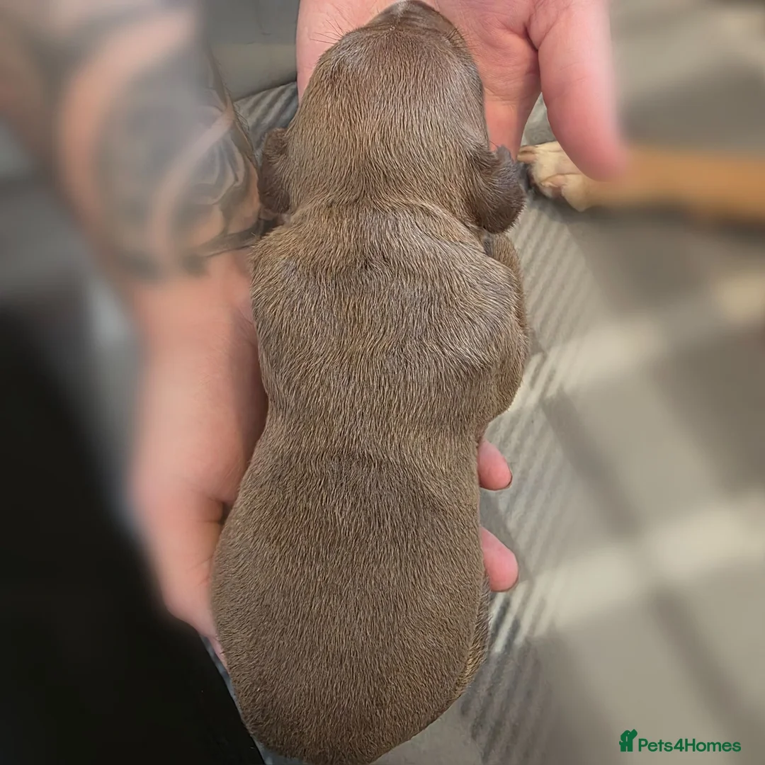 Mixed Breed dogs for sale: Staffy x American Bulldog Puppies - Advert 30