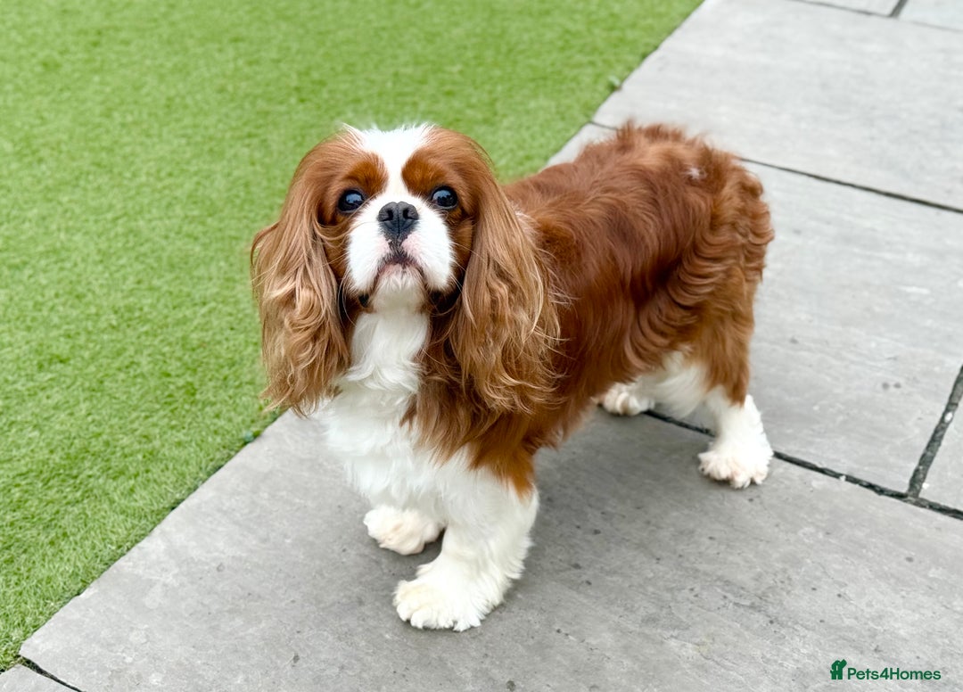Cavalier King Charles Spaniel dogs for stud: KC Reg Health Tested Excellent Pedigrees for STUD in Nottingham - Image 39