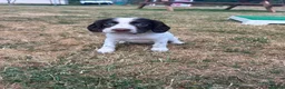 English Springer Spaniel dogs for sale: Gorgeous KC reg,licensed breeder,hereditary clear - Advert 3