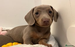Dachshund dogs for sale: Beautiful Isabella pups exceptional quality  - Image 22