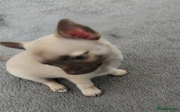 Chihuahua dogs for sale: Boy & girl chihuahua puppies  - Image 18