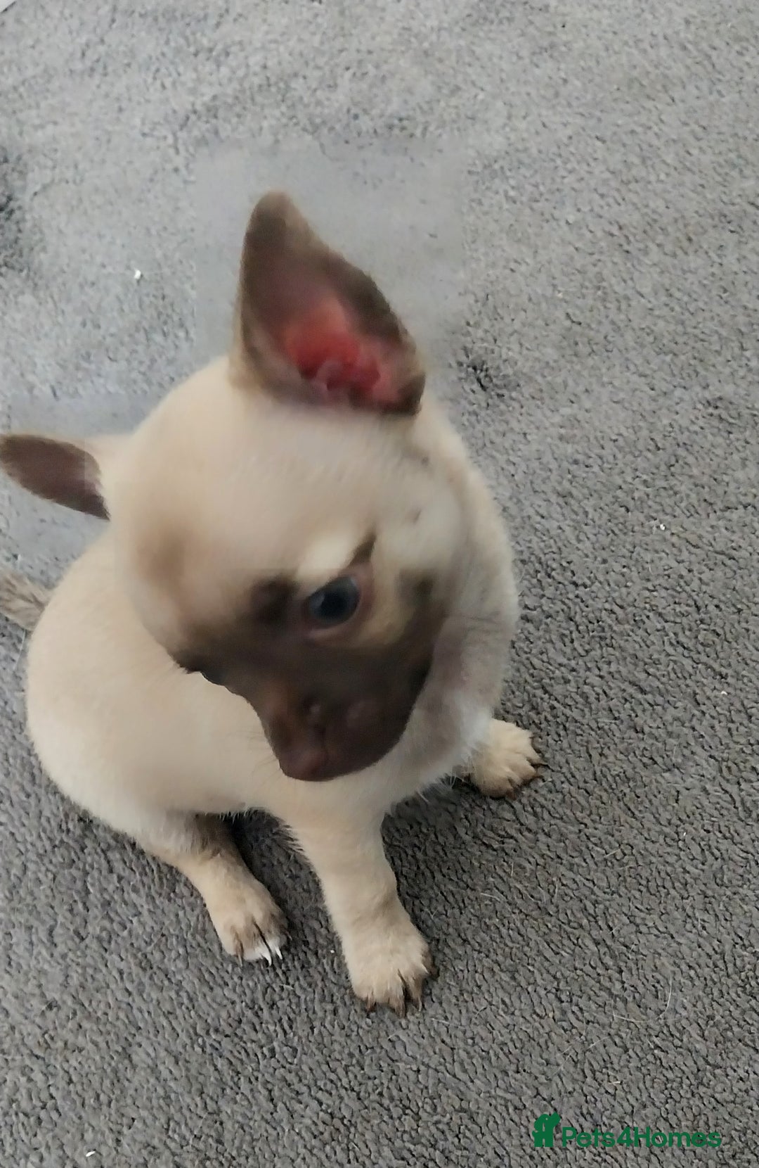 Chihuahua dogs for sale: Boy & girl chihuahua puppies  - Image 18