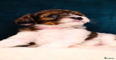 Mixed Breed dogs - Advert 12