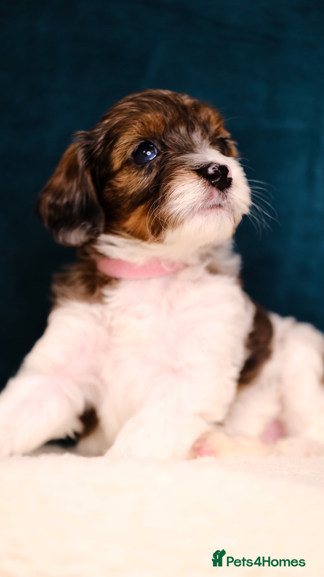 Mixed Breed dogs for sale: 8 UNIQUE Spaniel x Poodle Puppies - Image 20