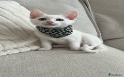 American Shorthair cats for sale: Prince  - Image 1