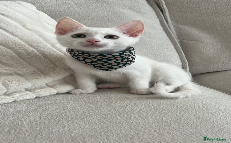 American Shorthair cats - Advert 2