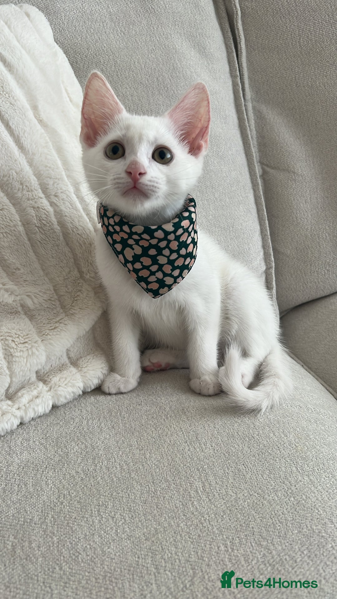 American Shorthair cats for sale: Prince  - Image 1