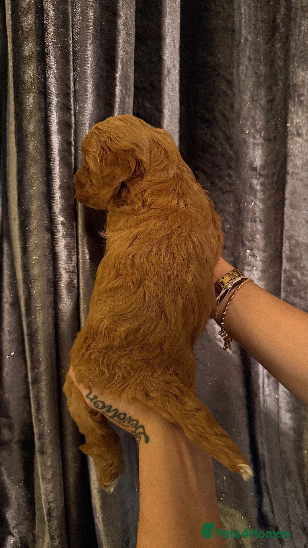 Cockapoo dogs for sale: F1 Cockapoo Puppies - Image 8