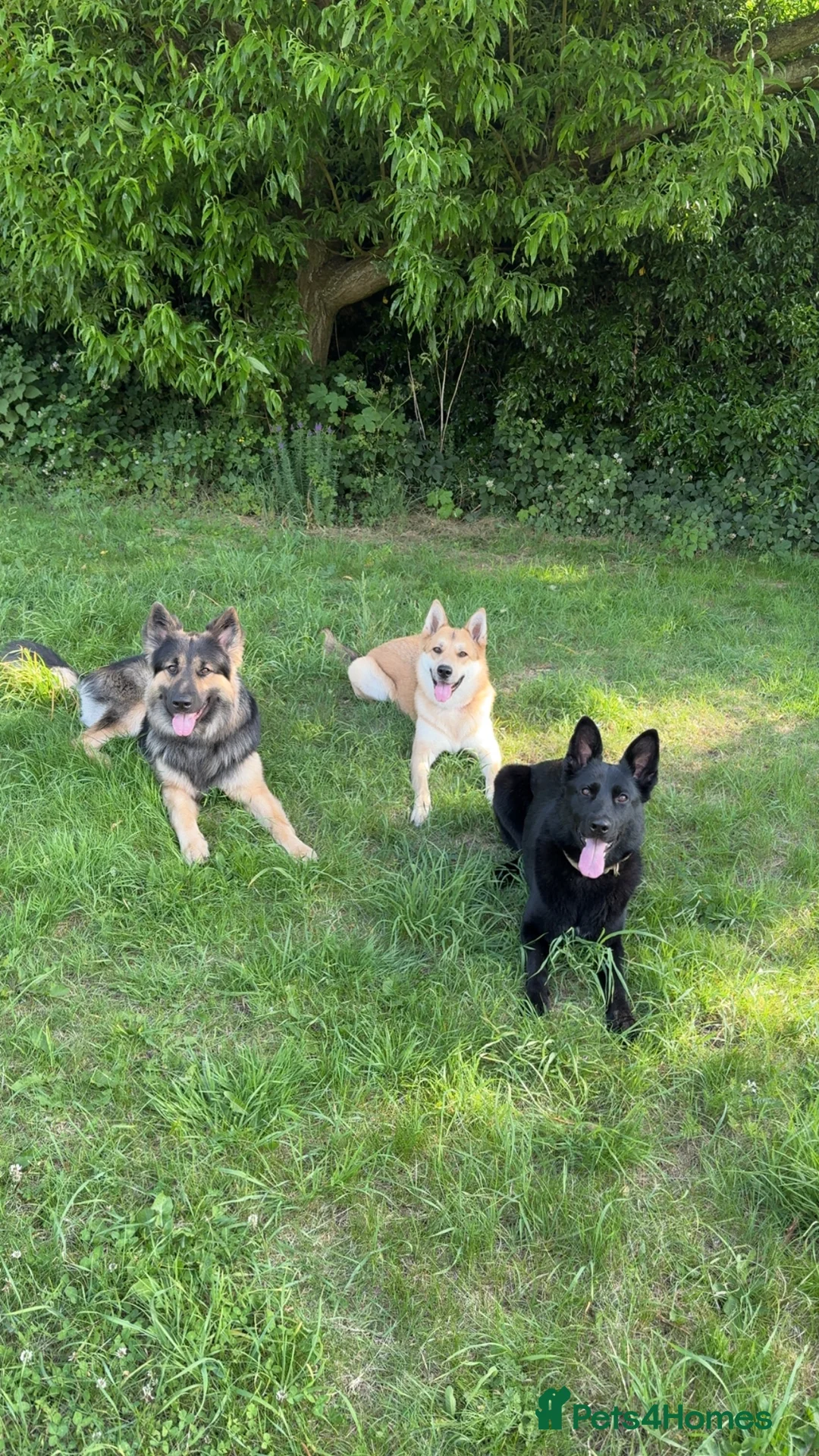 German Shepherd dogs for sale: Working line GSD  - Advert 3