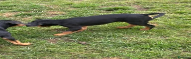 Mixed Breed 2- B.A 