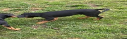 Mixed Breed dogs for sale: The A Team Twins in Killin - Advert 6