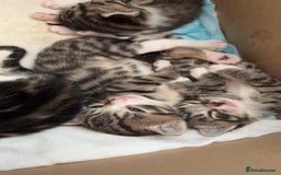Mixed Breed cats for sale: 6 kittens not ready till 14th August  - Image 33