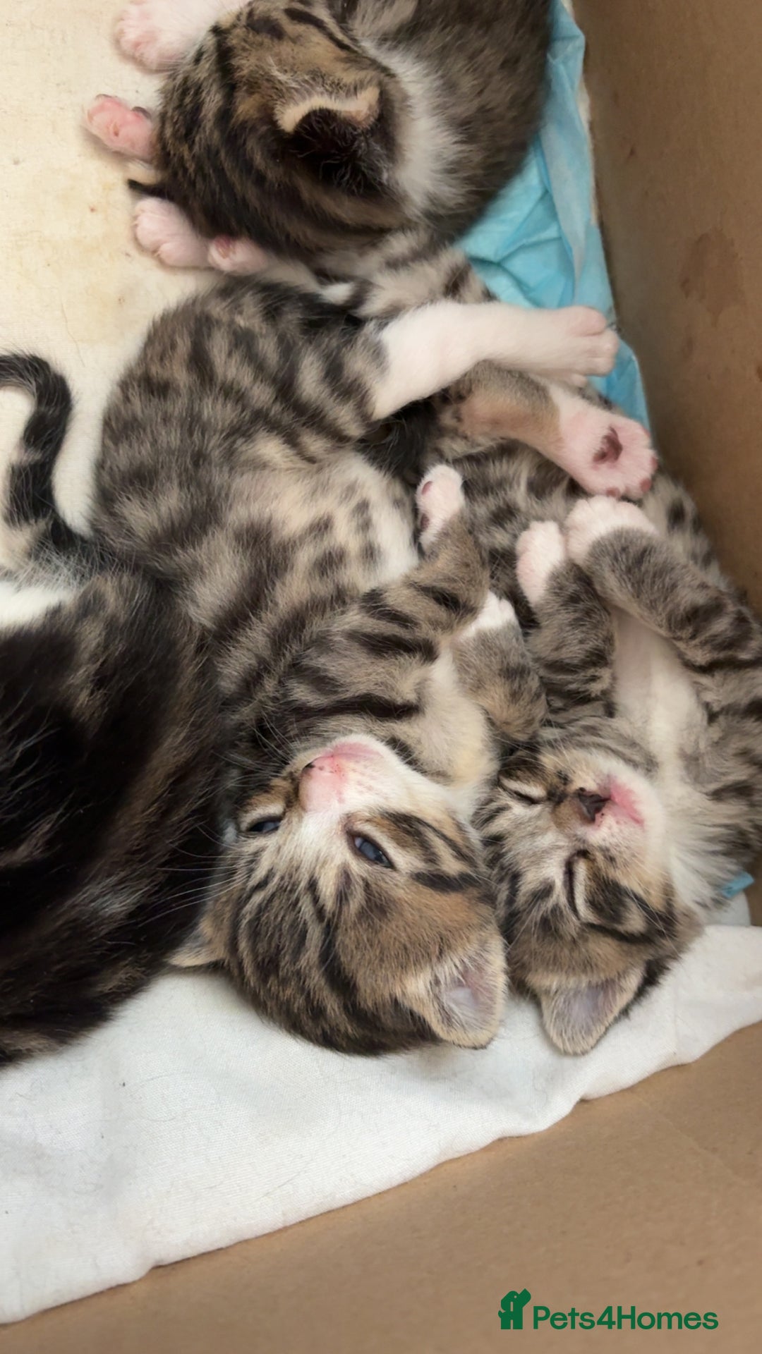 Mixed Breed cats for sale: 6 kittens not ready till 14th August  - Image 33