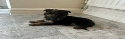 German Shepherd dogs for sale: German shepherd puppies for sale  - Advert 5