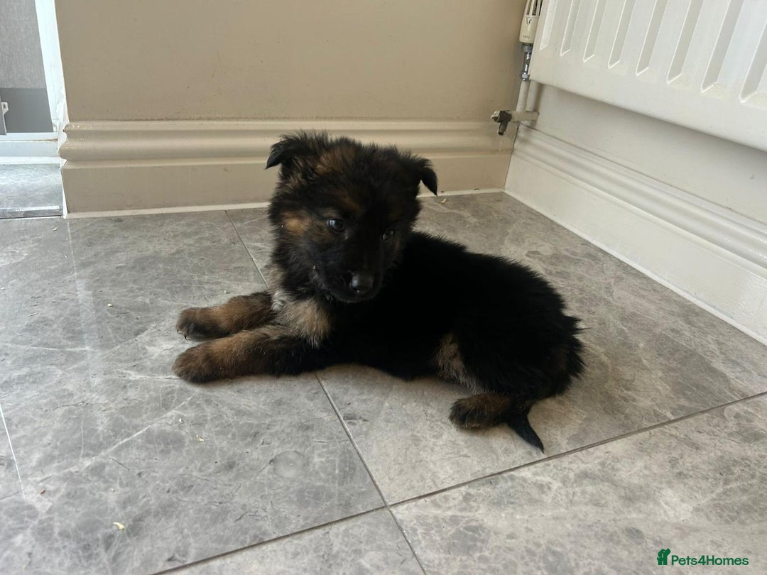 German Shepherd dogs for sale: German shepherd puppies for sale  - Advert 5