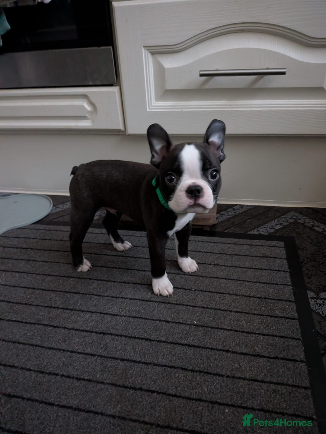 Boston Terrier dogs for sale: SOLD** - Advert 11