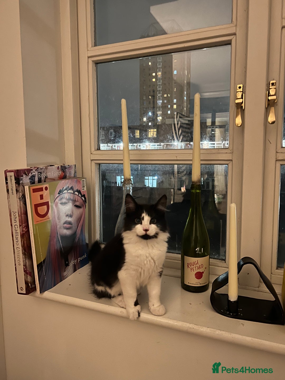 Mixed Breed cats for sale: Sweetest Bonded 6 month kittens (brother & Sister) - Advert 10