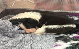 Border Collie dogs for sale: Boarder collie puppies  - Image 8