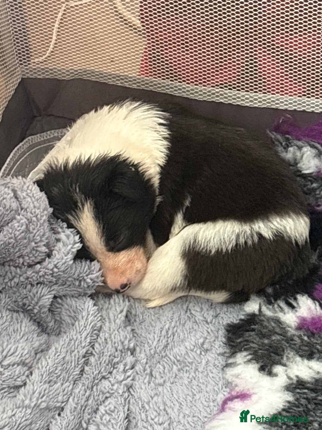 Border Collie dogs for sale: Boarder collie puppies  - Image 8