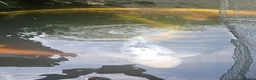 Koi Carp fish for sale: Koi fish for sale due to moving house - Advert 10