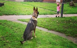 German Shepherd dogs for sale: German Shepherd female  - Advert 3