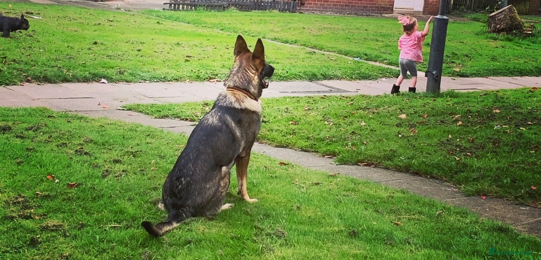 German Shepherd dogs for sale: German Shepherd female  - Advert 3