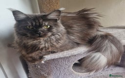 Maine Coon cats for sale: Maine Coon full pedigree kittens  - Image 8