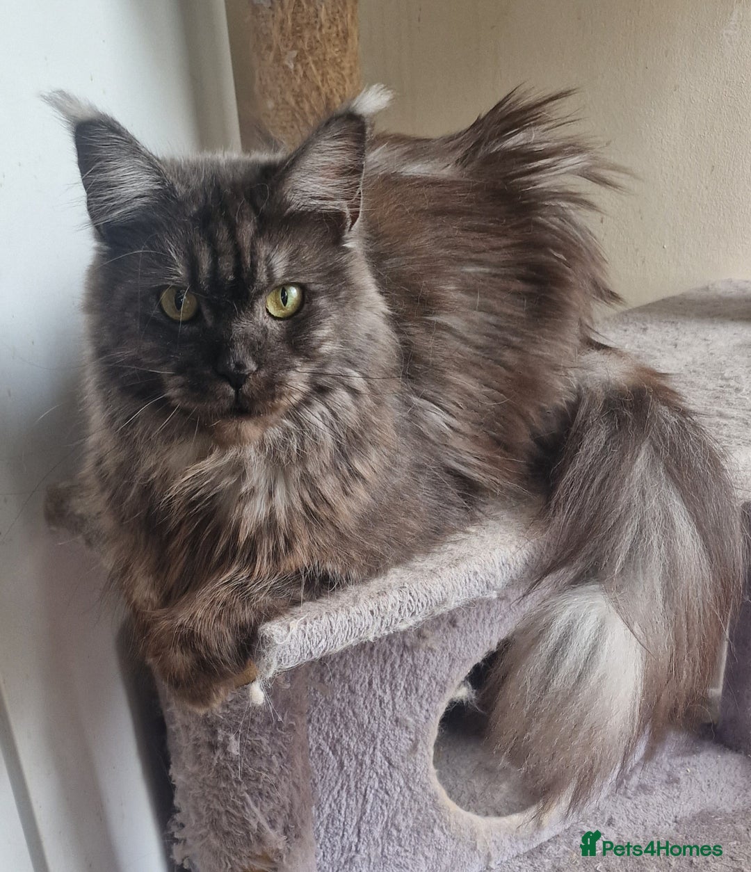 Maine Coon cats for sale: Maine Coon full pedigree kittens  - Image 8