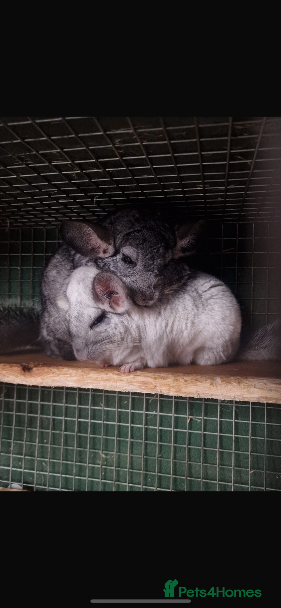 Chinchilla rodents for sale: 2 chinchillas for sale  - Advert 5