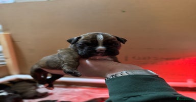 Boxer dogs Pure Boxer Puppies  - Advert 10