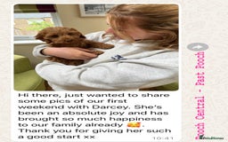 Cockapoo dogs for sale: F1 Cockapoo’s DNA Health Tested Parents - Image 9