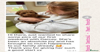 Cockapoo dogs - Advert 2