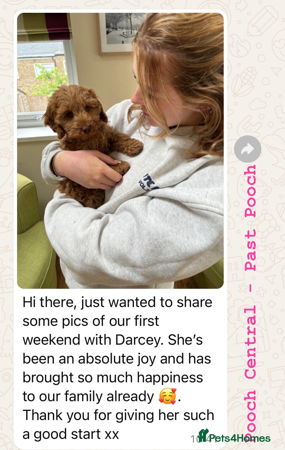 Cockapoo dogs for sale: F1 Cockapoo’s DNA Health Tested Parents - Image 9