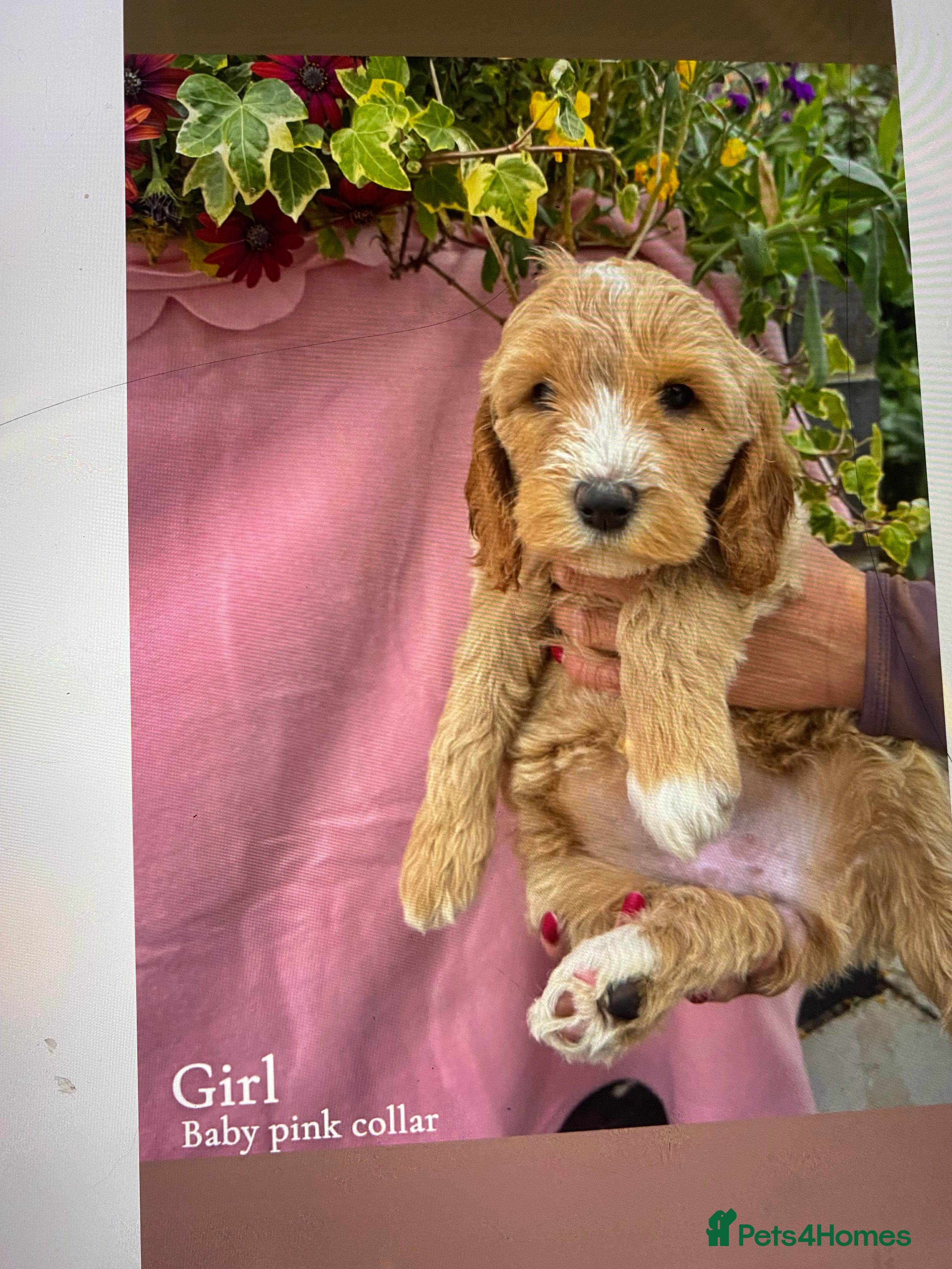 Cockapoo dogs Cookerpoo puppies  - Advert 1