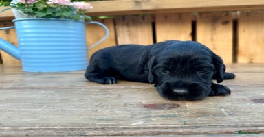 Mixed Breed dogs - Advert 6