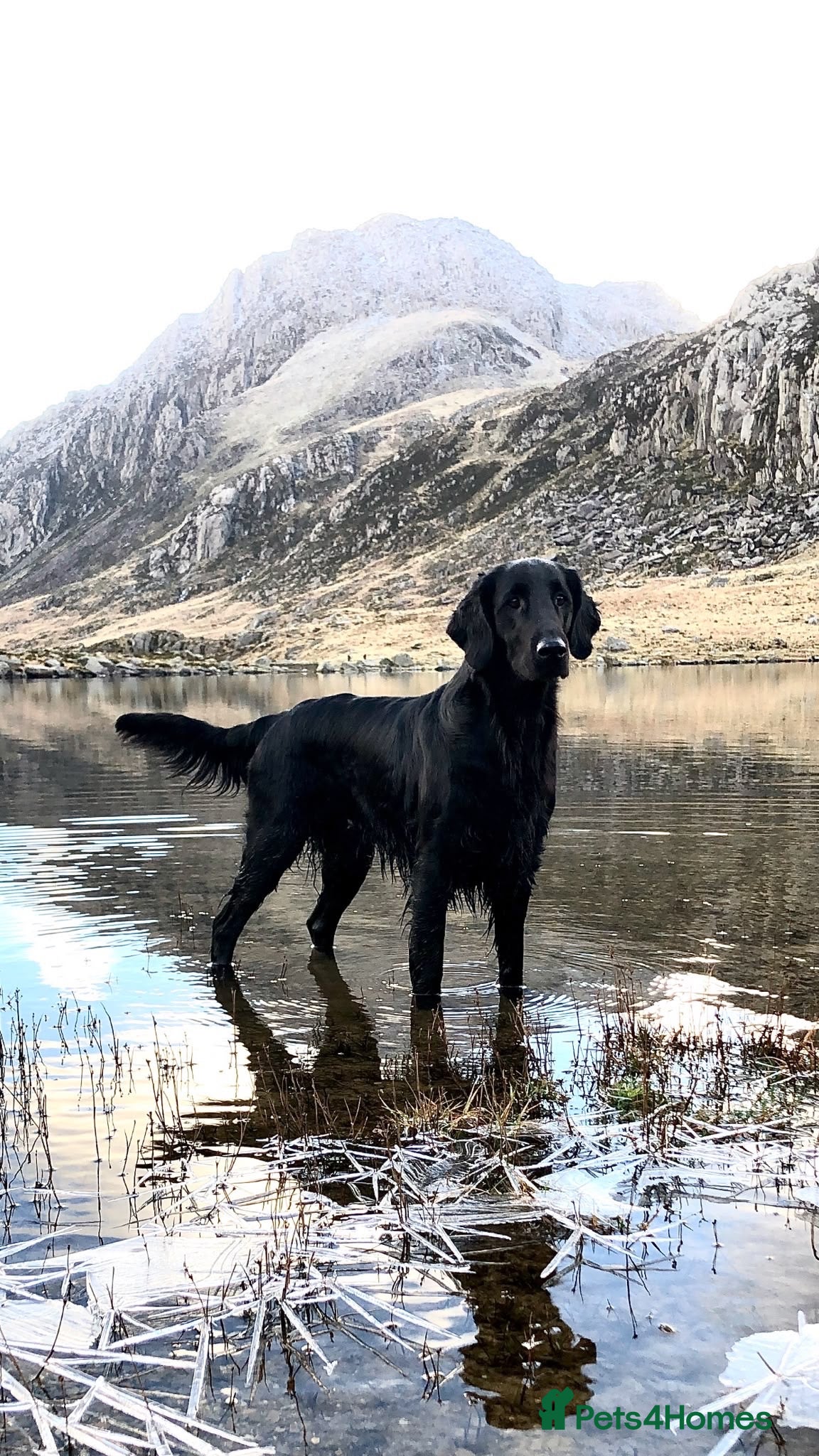 Flat coated Retriever dogs Long awaited Flatcoat litter.  - Advert 3